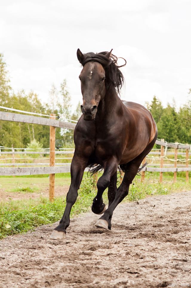开云体育中国-赛马比赛惊险刺激！英国马匹奋力追赶夺冠！的简单介绍